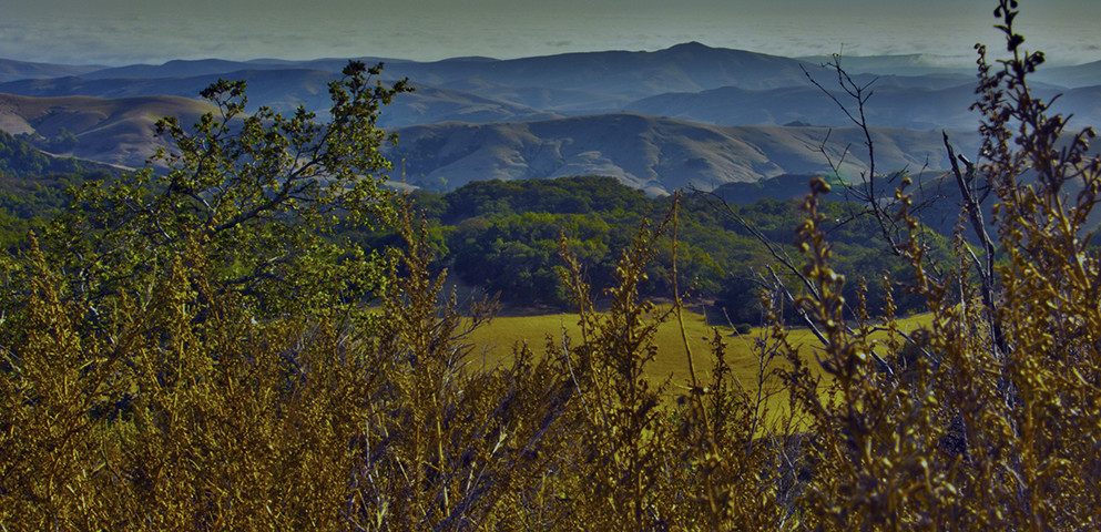 This is a decorative image of rolling blue hills in the background and bright yellow foliage in the foreground.